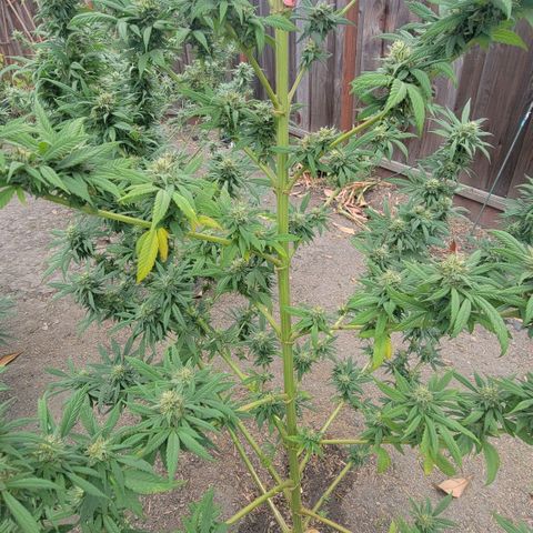 Plant 4: "Christmas Tree" growlog photo: Some yellow Leaves