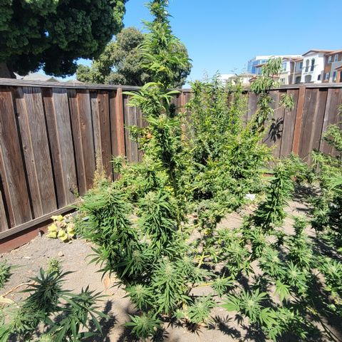 Plant 4: "Christmas Tree" growlog photo: Yellowing