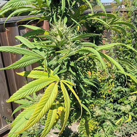 Plant 4: "Christmas Tree" growlog photo: Yellowing