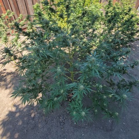 Plant 5: "Hella Jelly" growlog timeline photo