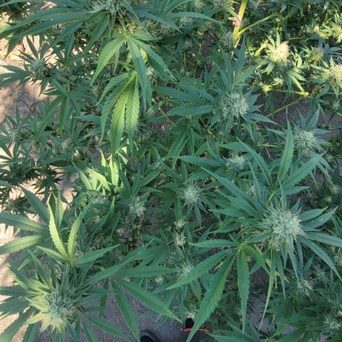 Plant 5: "Hella Jelly" growlog timeline photo