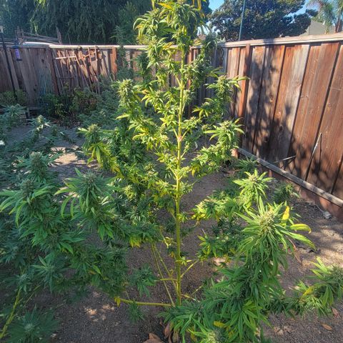 Plant 4: "Christmas Tree" growlog timeline photo