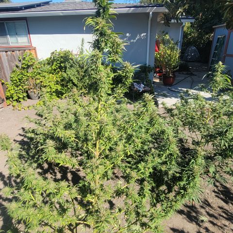 Plant 4: "Christmas Tree" growlog timeline photo