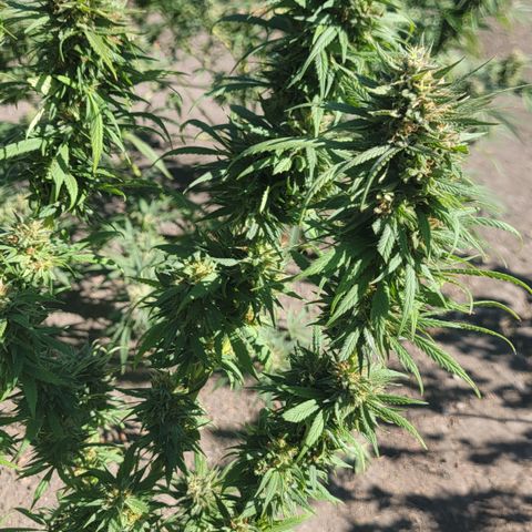 Plant 4: "Christmas Tree" growlog timeline photo