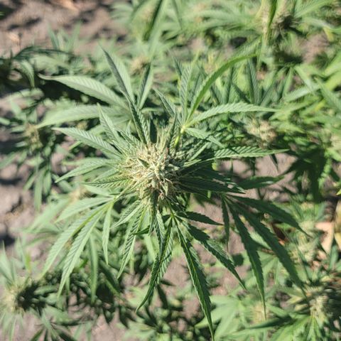 Plant 5: "Hella Jelly" growlog timeline photo