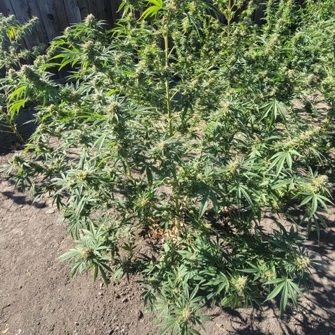 Plant 5: "Hella Jelly" growlog timeline photo