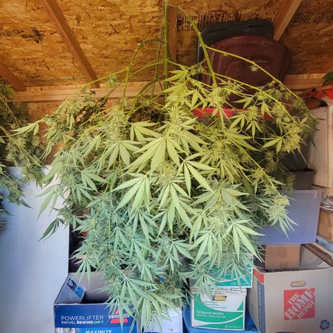 Plant 5: "Hella Jelly" growlog timeline photo