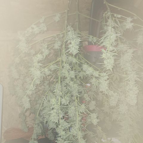 Plant 5: "Hella Jelly" growlog photo: After about 60%trimming