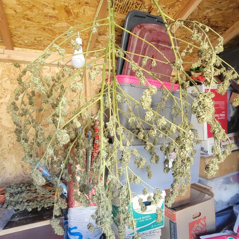 Plant 5: "Hella Jelly" growlog timeline photo