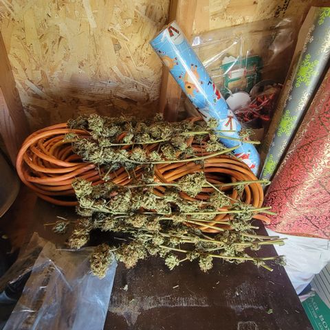 Plant 5: "Hella Jelly" growlog timeline photo