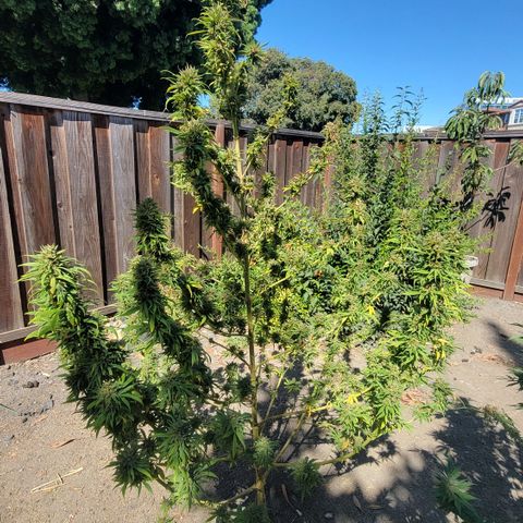 Plant 4: "Christmas Tree" growlog timeline photo