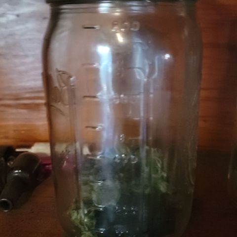 Plant 5: "Hella Jelly" growlog photo: 3 test branches to cure
