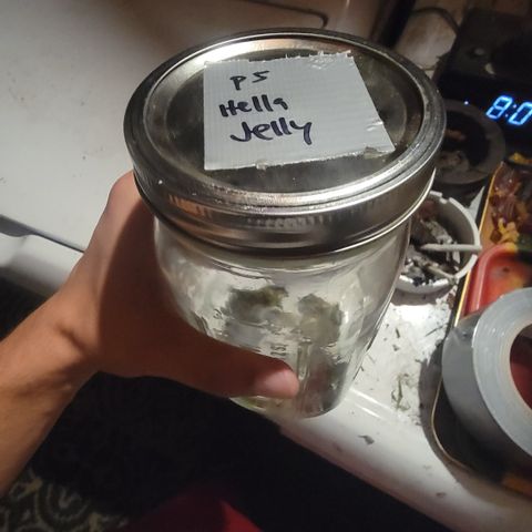 Plant 5: "Hella Jelly" growlog timeline photo