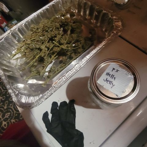 Plant 5: "Hella Jelly" growlog timeline photo