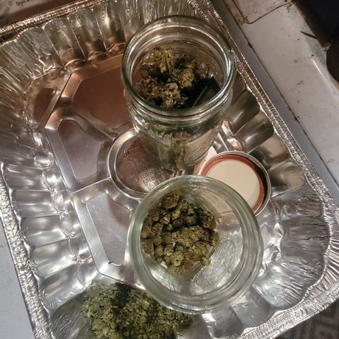 Plant 5: "Hella Jelly" growlog photo: Untrimmed, trimmed, shake