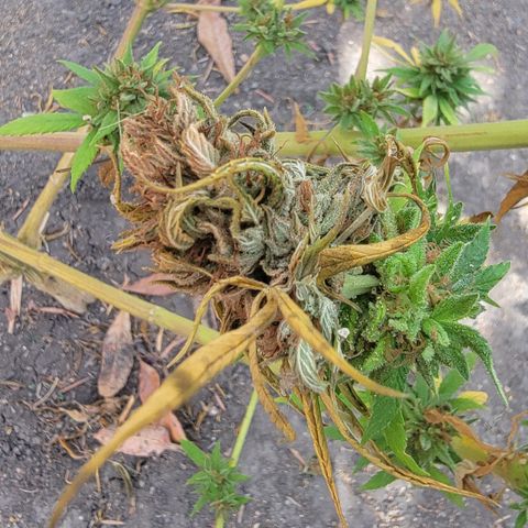Plant 4: "Christmas Tree" growlog photo: Inspected some buds. Lots of them had white and black dots and brown rotting. Will inspect the rest after vet appt.