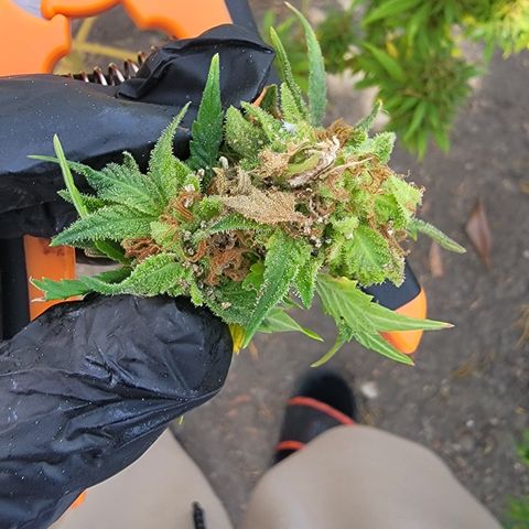 Plant 4: "Christmas Tree" growlog photo: Inspected some buds. Lots of them had white and black dots and brown rotting. Will inspect the rest after vet appt.