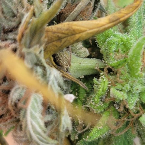 Plant 4: "Christmas Tree" growlog photo: Inspected some buds. Lots of them had white and black dots and brown rotting. Will inspect the rest after vet appt.