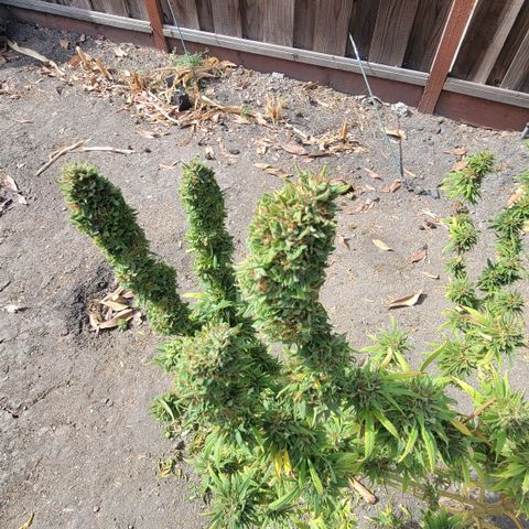 Plant 4: "Christmas Tree" growlog photo: After first trimming of day