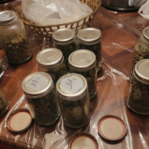 Plant 5: "Hella Jelly" growlog photo: Hand trimmed bottom left , bowl trimmed bottom left and 2nd row 3rd row shake.