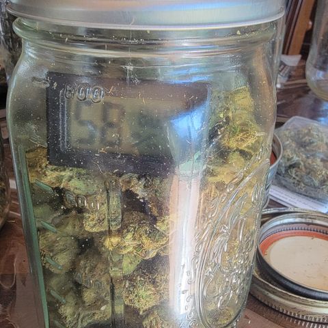 Plant 5: "Hella Jelly" growlog photo: Size 8 boveda crank trim weed at 58%