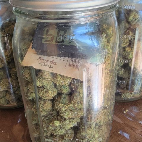 Plant 5: "Hella Jelly" growlog photo: Size 4 boveda hand trimmed weed at 58%