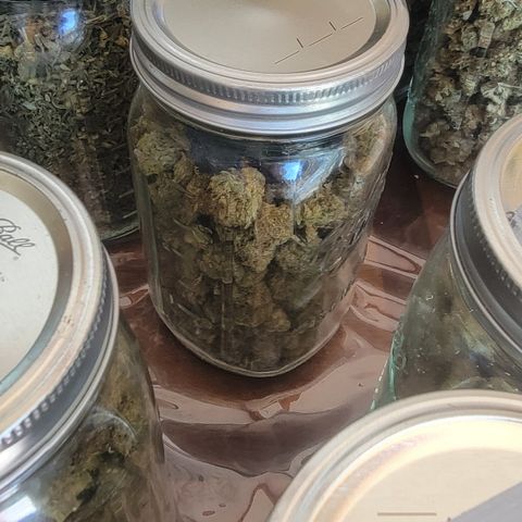 Plant 5: "Hella Jelly" growlog photo: Crank trim 52%no boveda