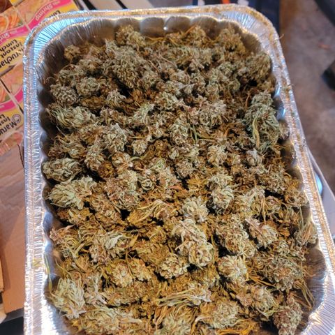 Plant 4: "Christmas Tree" growlog timeline photo