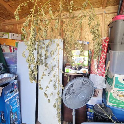 Plant 4: "Christmas Tree" growlog timeline photo