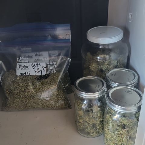 Plant 4: "Christmas Tree" growlog photo: Hand trimmed, bowl trimmed, shake