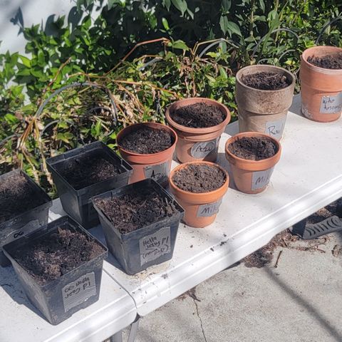 005: "Azul" growlog timeline photo