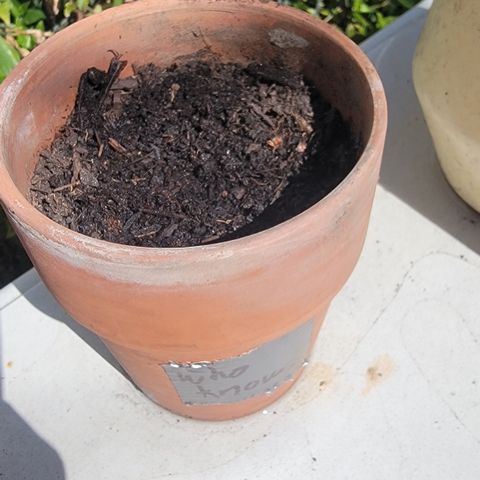 001: "Who Knows" growlog photo: - No germination
- Moist soil
