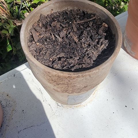 002: "Raul" growlog photo: - No germination
- Moist soil