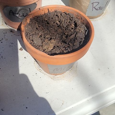 003: "Mike #2 (Right seed)  growlog photo: - no germination
- moist-dry soil