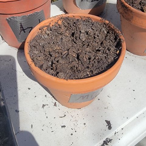 004: "Mike #1 (Left Seed)" growlog photo: - no germination
- moist-dry soil
