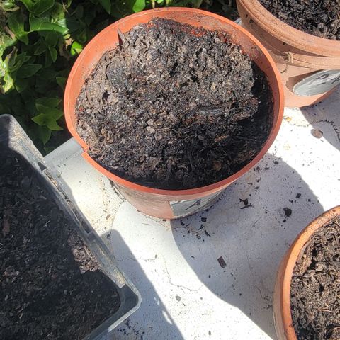 005: "Azul" growlog photo: - no germination
- Moist soil