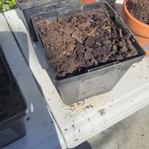007: "Hella Jelly P5 #1" or AZUL?? growlog photo: - no germination
- Moist soil
