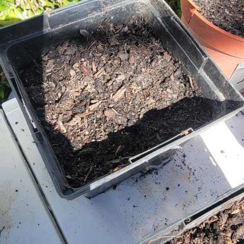 008: "Hella Jelly P5 #2"  growlog photo: - no germination 
- Moist soil