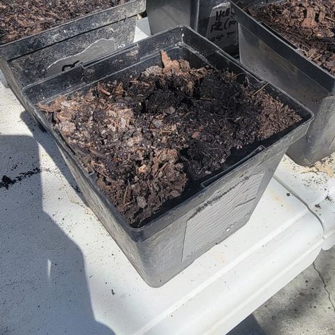 009: "OG Hella Jelly #1" growlog photo: - no germination
- Moist soil