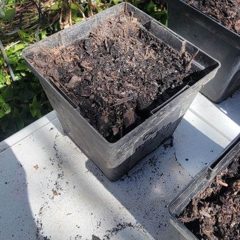 010: "OG Hella Jelly #2" growlog photo: - no germination 
- Moist soil