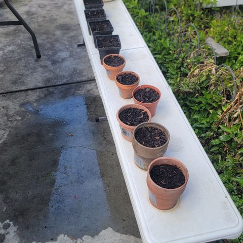 005: "Azul" growlog timeline photo
