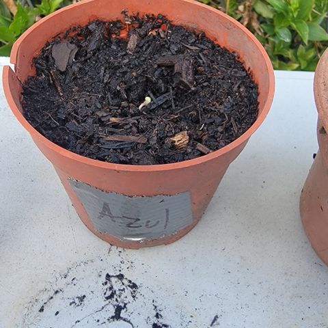 005: "Azul" growlog timeline photo