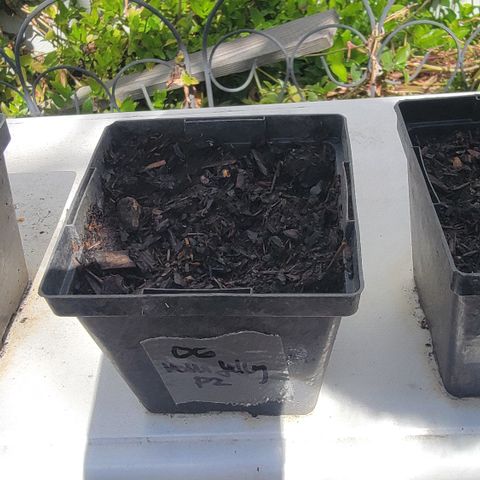 010: "OG Hella Jelly #2" growlog timeline photo