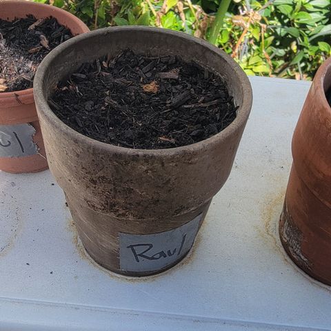 002: "Raul" growlog timeline photo