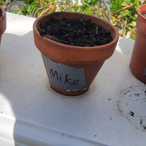 003: "Mike #2 (Right seed)  growlog timeline photo