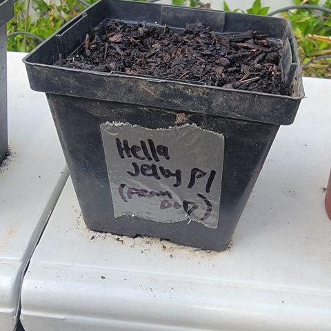007: "Hella Jelly P5 #1" or AZUL?? growlog timeline photo