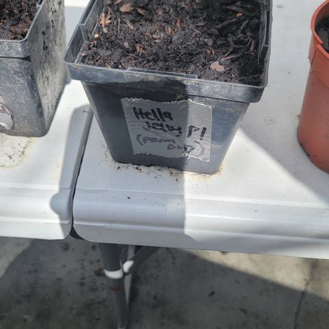 007: "Hella Jelly P5 #1" or AZUL?? growlog timeline photo