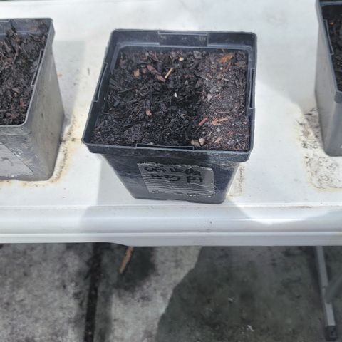 009: "OG Hella Jelly #1" growlog timeline photo