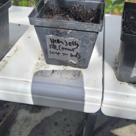 008: "Hella Jelly P5 #2"  growlog timeline photo