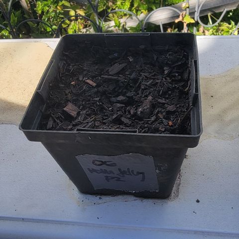 010: "OG Hella Jelly #2" growlog photo: No germination
Moist soil